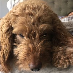 Meet your Posher, Sophia